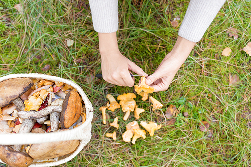 season, nature and leisure concept - female hands cleaning chanterelles by knife and basket of mushrooms on grass in forest