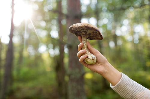 season, nature and leisure concept - close up of female hand holding mushroom in forest