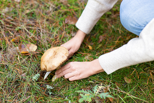 season, nature and leisure concept - close up of hands picking mushroom in autumn forest