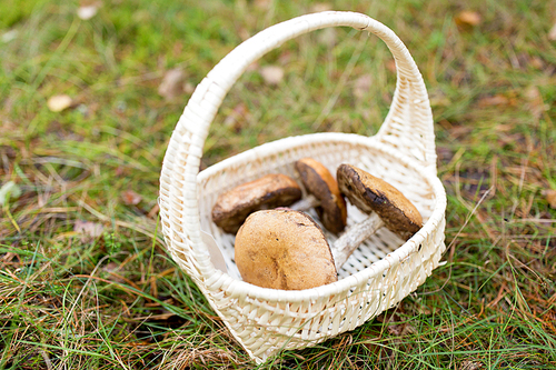 season, nature and leisure concept - wicker basket with brown cap boletus mushrooms in autumn forest