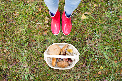 season, nature and leisure concept - basket of mushrooms and feet in rubber boots in forest