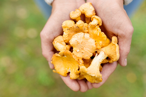 season, nature and leisure concept - close up of woman hands holding chanterelles mushrooms in forest