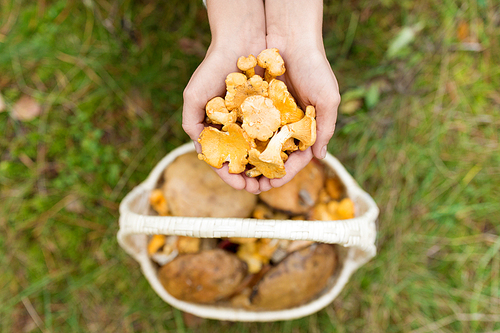 season, nature and leisure concept - woman hands holding chanterelles and basket of mushrooms on grass in forest