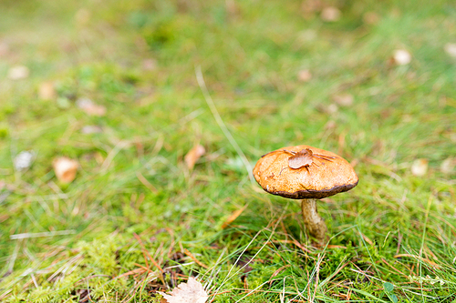 nature, environment and mushrooms concept - brown cap boletus growing in autumn forest