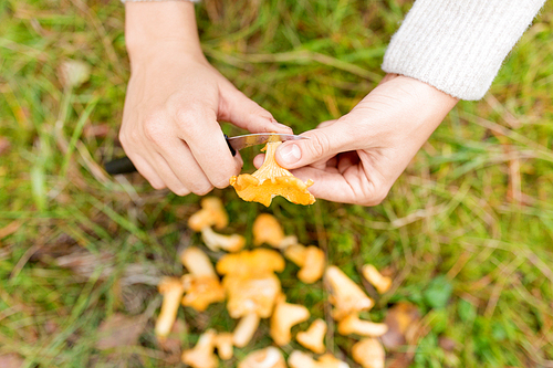 season, nature and leisure concept - female hands cleaning chanterelles by knife and basket of mushrooms on grass in forest