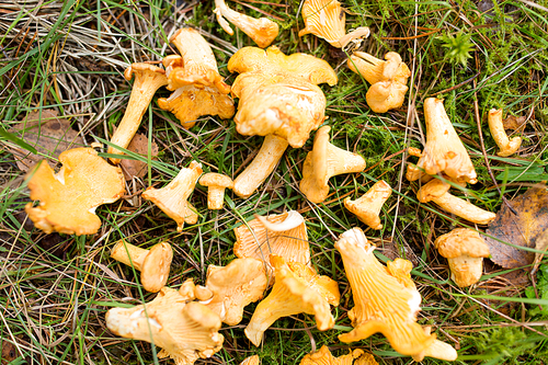 season, nature and mushroom picking concept - pile of chanterelles on ground in autumn forest