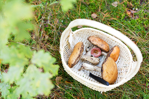 season, nature and leisure concept - wicker basket with brown cap boletus mushrooms and knife in autumn forest