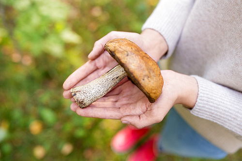 season, nature and leisure concept - close up of woman hands holding mushroom in forest