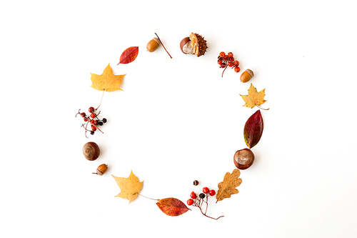 nature, season and botany concept - round frame of different dry fallen autumn leaves, chestnuts, acorns and berries on white background