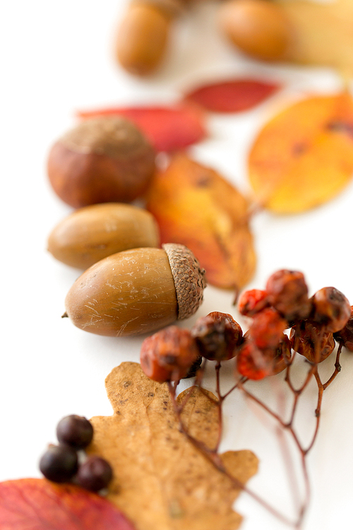 nature, season and botany concept - close up of acorns, rowanberries and dry fallen autumn leaves on white background