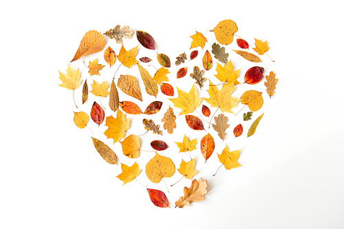 nature, season and botany concept - different dry fallen autumn leaves in shape of heart on white background