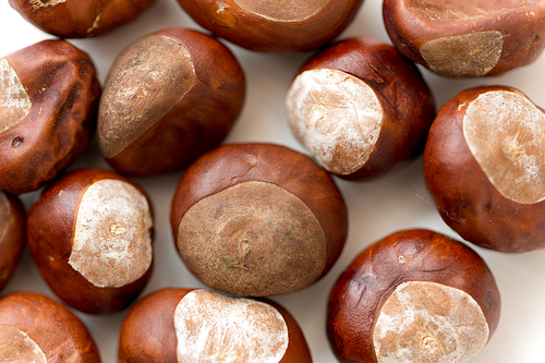 nature, season and botany concept - close up of horse chestnuts on white background