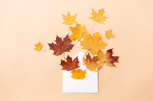 nature, season and  concept - dry fallen autumn maple leaves with envelope on beige background