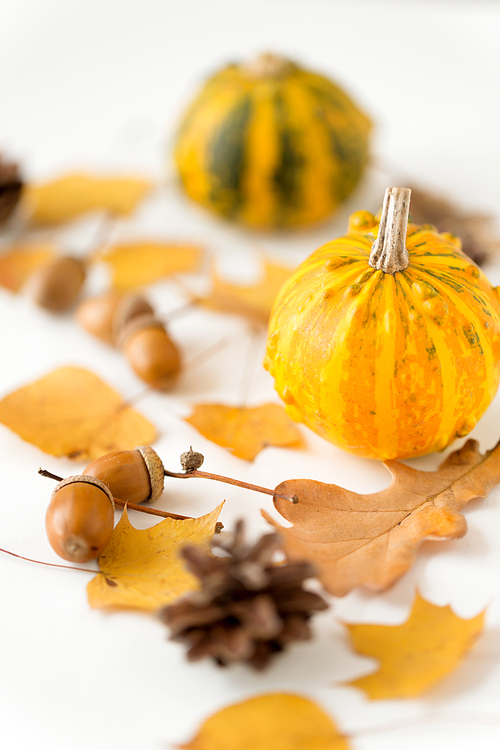 nature, season and botany concept - close up of pumpkin, acorns and autumn leaves on white background