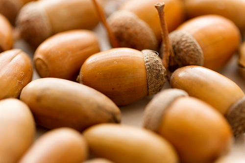 nature, season and botany concept - close up of acorns on white background