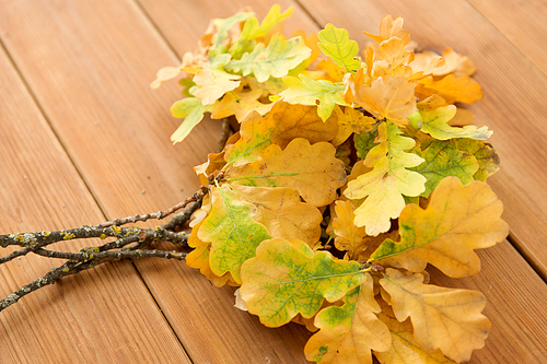 nature, botany and plants concept - oak leaves in autumn colors on wooden table