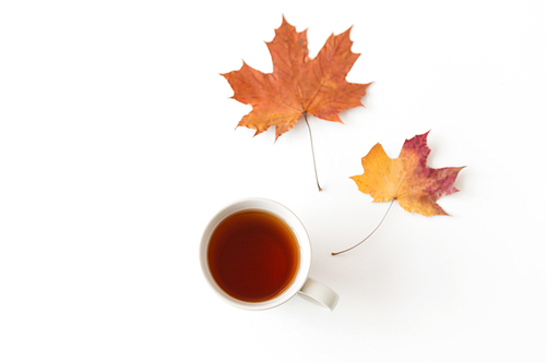 drinks, season and people concept - cup of 홍차 and autumn maple leaves on white background