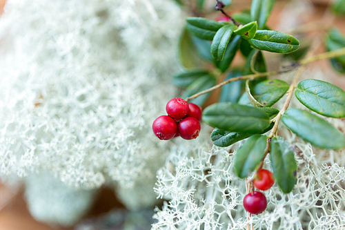 nature, environment and botany - close up of cowberry and reindeer lichen moss