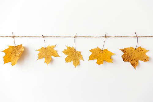 nature, season and botany concept - dry fallen autumn maple leaves on string on white background