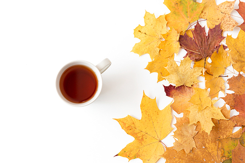 drinks, season and people concept - cup of 홍차 and autumn maple leaves on white background