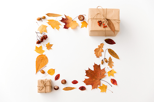 nature and season concept - frame of gift boxes packed into postal wrapping paper, autumn leaves, chestnuts, acorns and rowanberries on white background