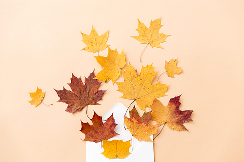 nature, season and mail concept - dry fallen autumn maple leaves with envelope on beige background