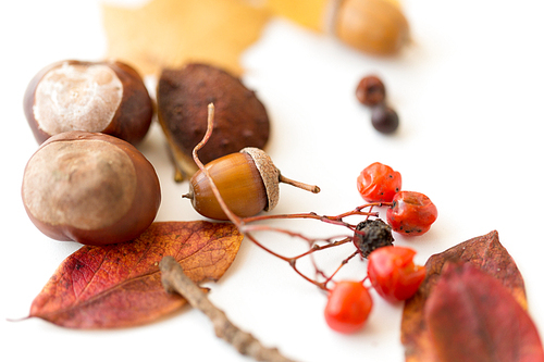 nature, season and botany concept - close up of acorn, dry fallen autumn leaves, chestnuts and rowanberries on white background