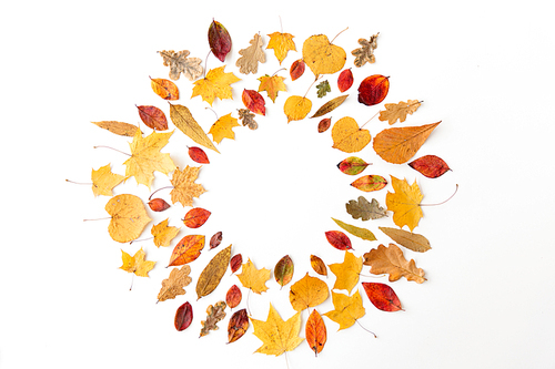 nature, season and botany concept - round frame of different dry fallen autumn leaves on white background