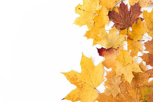 nature, season and botany concept - dry fallen autumn maple leaves on white background