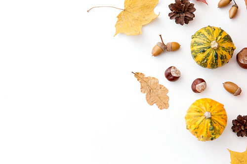 nature, season and botany concept - different dry fallen autumn leaves, chestnuts, acorns and pumpkins on white background