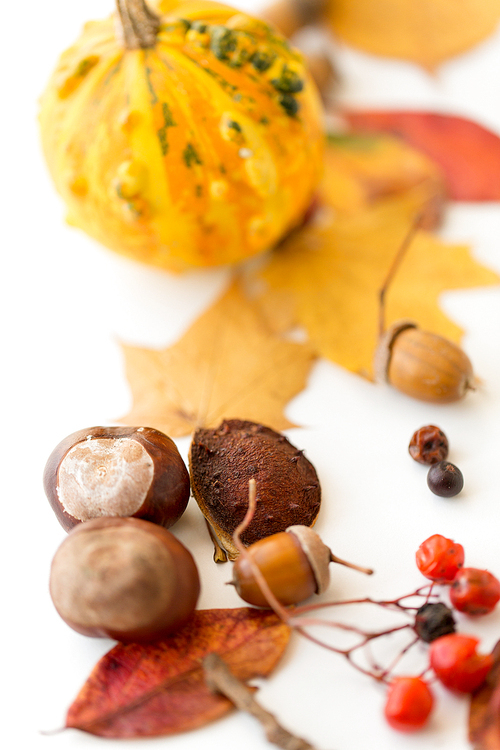 nature, season and botany concept - close up of dry fallen autumn leaves, chestnuts, acorns and pumpkin on white background
