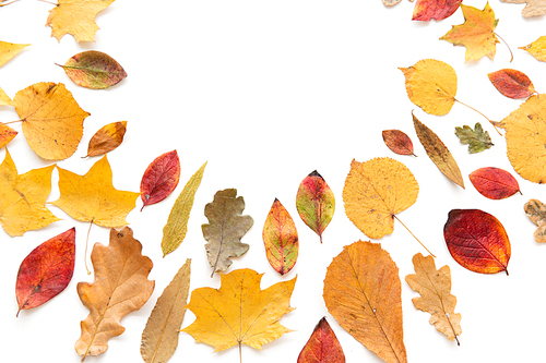 nature, season and botany concept - different dry fallen autumn leaves on white background
