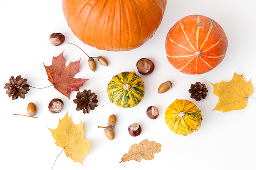 nature, season and botany concept - different dry fallen autumn leaves, chestnuts, acorns and pumpkins on white background