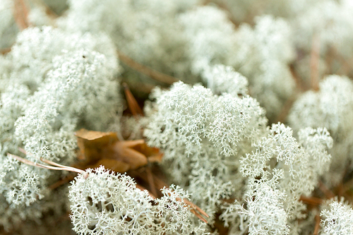nature, environment and botany - close up of reindeer lichen moss