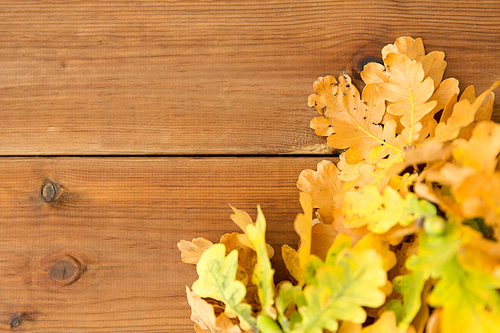 nature, botany and plants concept - oak leaves in autumn colors on wooden table