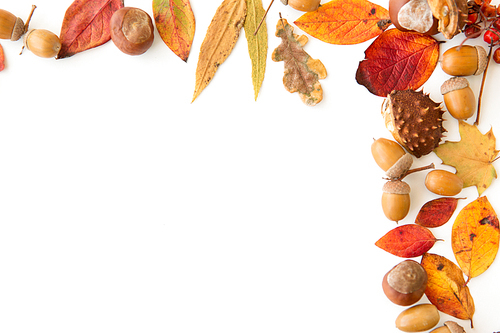 nature, season and botany concept - frame of different dry fallen autumn leaves, chestnuts, acorns and berries on white background