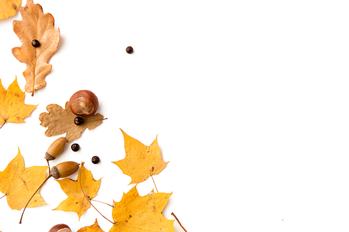 nature, season and botany concept - different dry fallen autumn leaves, chestnut, acorns and aronia berries on white background