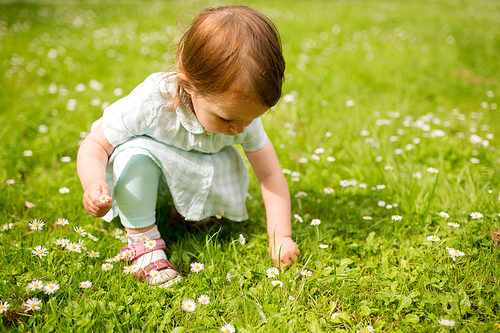 childhood, leisure and people concept - happy little baby girl playing with flowers at park in summer