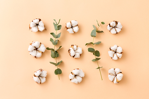 nature, flora and herbal concept - cotton flowers and eucalyptus cinerea on beige background