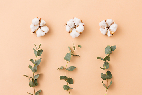 nature, flora and herbal concept - cotton flowers and eucalyptus cinerea on beige background