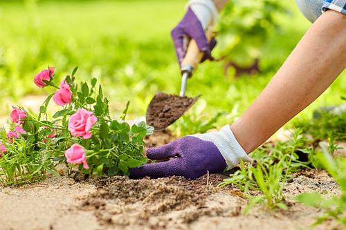 gardening and people concept - woman planting rose flowers at summer garden