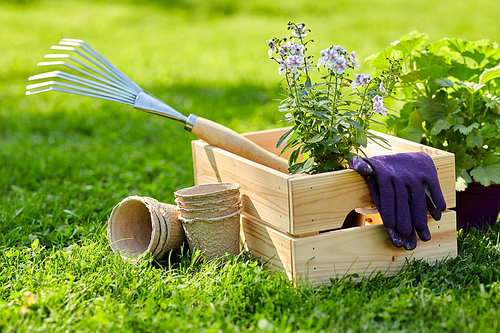 gardening and people concept - garden tools and flowers in wooden box at summer