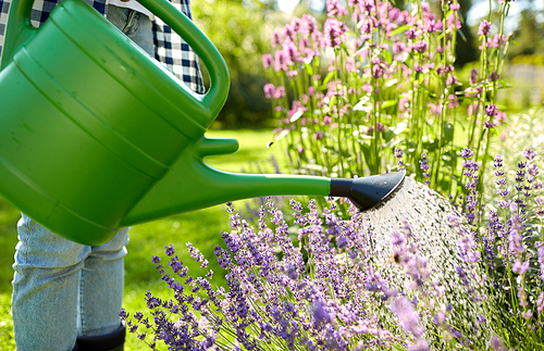 gardening and people concept - young woman with watering can pouring water to flowers at garden
