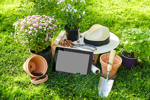 gardening and people concept - tablet pc computer, garden tools, wooden box and flowers in pots at summer