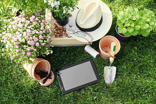 gardening and people concept - tablet pc computer, garden tools, wooden box and flowers in pots at summer