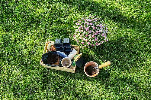 gardening and people concept - garden tools in wooden box and flowers in pots at summer
