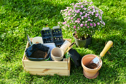 gardening and people concept - garden tools in wooden box and flowers in pots at summer
