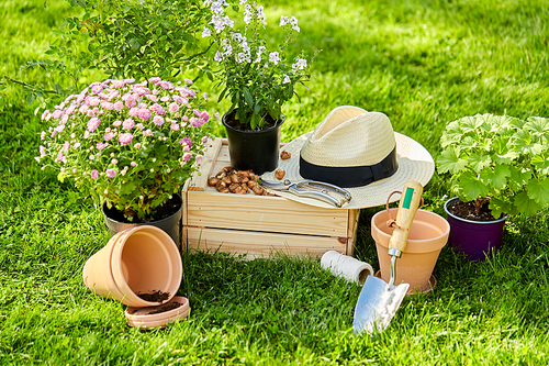gardening and planting concept - garden tools, wooden box and flowers in pots at summer