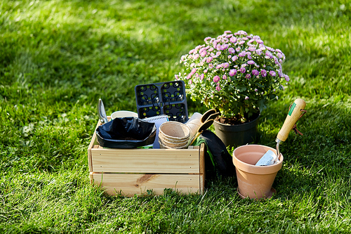 gardening and planting concept - garden tools in wooden box at summer