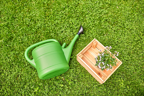 gardening concept - green watering can and flowers in wooden box on grass at summer garden